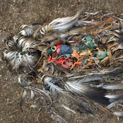 塑料海洋 A Plastic Ocean