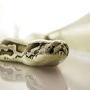 航班蛇患 Snakes on a Plane