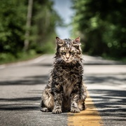 宠物坟场 Pet Sematary