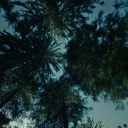 自杀森林 The Forest