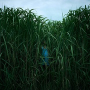 点击查看图片 高草丛中 In the Tall Grass