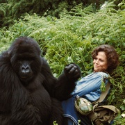 迷雾森林十八年 Gorillas in the Mist: The Story of Dian Fossey