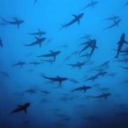 深蓝 Deep Blue