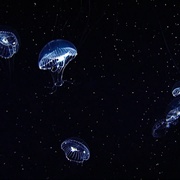深蓝 Deep Blue
