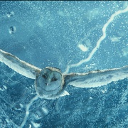 点击查看图片 猫头鹰王国:守卫者传奇 Legend of the Guardians: The Owls of Ga'Hoole