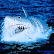 点击查看图片 大白鲨4 Jaws: The Revenge