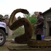 狂蟒之灾4 Anaconda 4: Trail of Blood