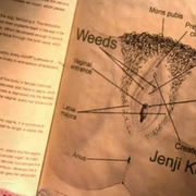 单身毒妈 第五季 Weeds Season 5