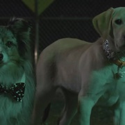 马利与我2 Marley & Me: The Puppy Years