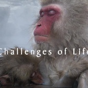 生命 Life
