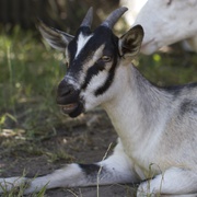 羊群 Goats