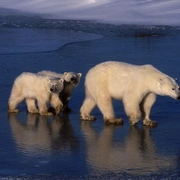 地球脉动 第一季 Planet Earth Season 1