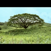 我亲爱的甜橙树 Meu Pé de Laranja Lima