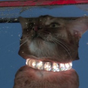 鬼马太空猫 The Cat from Outer Space