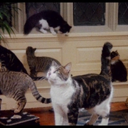 食人猫大报复 The Uncanny