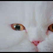 食人猫大报复 The Uncanny