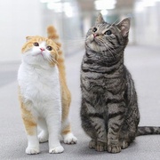 最完美的离婚 最高の離婚