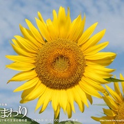 向日葵 ひまわり~夏目雅子27年の生涯と母の愛~