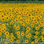向日葵 ひまわり~夏目雅子27年の生涯と母の愛~