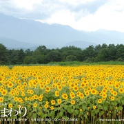 向日葵 ひまわり~夏目雅子27年の生涯と母の愛~