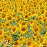 向日葵 ひまわり~夏目雅子27年の生涯と母の愛~