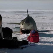 冰川鲨鱼 Ice Sharks