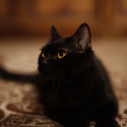 妖猫传