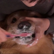 飞狗巴迪 Air Bud