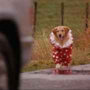 飞狗巴迪 Air Bud