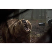 嗜血灰熊 Into the Grizzly Maze