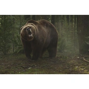 嗜血灰熊 Into the Grizzly Maze
