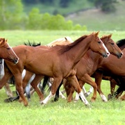 弗莉卡 Flicka