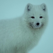 点击查看图片 阿拉斯加:地球上的冰冻王国 Alaska: Earth's Frozen Kingdom