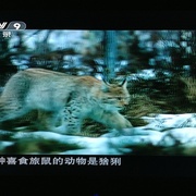 北欧野生风情录 Nordic Wild