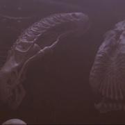 铁血战士2 Predator 2