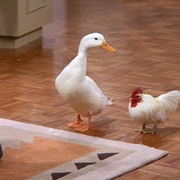 老友记  第五季 Friends Season 5