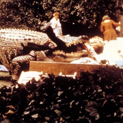 大鳄鱼 Alligator