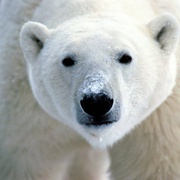 北极熊：冰上侦探 Polar Bear Spy on the Ice