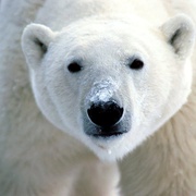 北极熊：冰上侦探 Polar Bear Spy on the Ice
