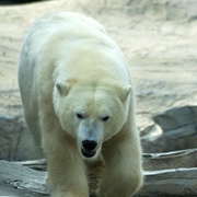 北极熊：冰上侦探 Polar Bear Spy on the Ice