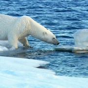北极熊：冰上侦探 Polar Bear Spy on the Ice