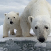 北极熊：冰上侦探 Polar Bear Spy on the Ice