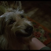 都是戴茜惹的祸 Because of Winn-Dixie