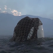人鱼童话3 Free Willy 3: The Rescue