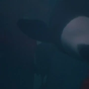 人鱼童话3 Free Willy 3: The Rescue
