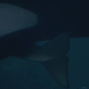 人鱼童话3 Free Willy 3: The Rescue