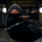神奇动物在哪里 Fantastic Beasts and Where to Find Them
