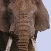 非洲 Africa