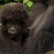 非洲 Africa