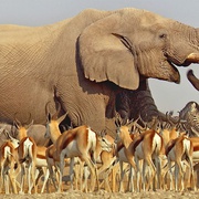 非洲 Africa